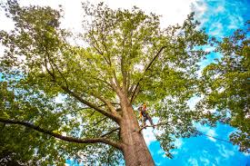 Best Storm Damage Tree Cleanup  in Oxford, MI