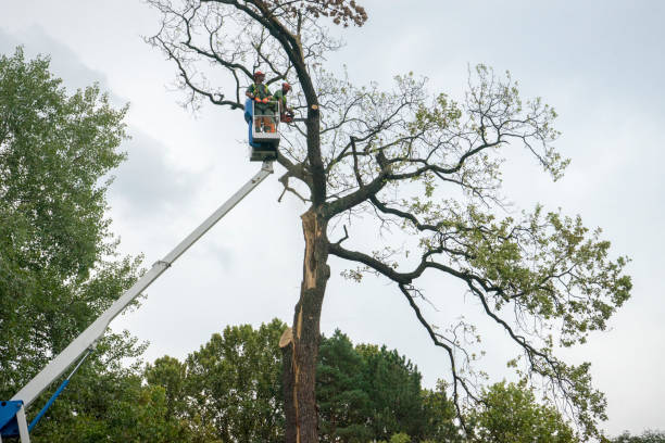 Seasonal Cleanup (Spring/Fall) in Oxford, MI