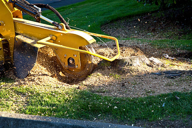 Why Choose Our Tree Removal Services in Oxford, MI?