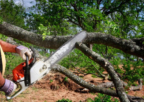 Reliable Oxford, MI  Tree Services Solutions